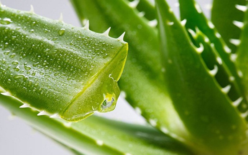 Aloe vera can help address stretch marks on the skin.