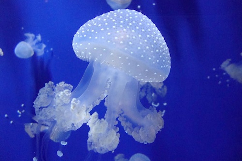 What nutrients are present in jellyfish?