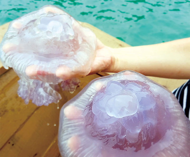 Understand the risks associated with consuming jellyfish.